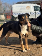 POCOK, Hund, Mischlingshund in Ungarn - Bild 1