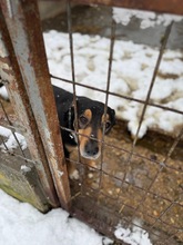 POCOK, Hund, Mischlingshund in Ungarn - Bild 10