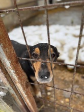 POCOK, Hund, Mischlingshund in Ungarn - Bild 11