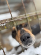 POCOK, Hund, Mischlingshund in Ungarn - Bild 12