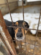 POCOK, Hund, Mischlingshund in Ungarn - Bild 13