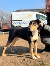 POCOK, Hund, Mischlingshund in Ungarn - Bild 4