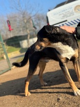 POCOK, Hund, Mischlingshund in Ungarn - Bild 6