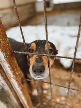 POCOK, Hund, Mischlingshund in Ungarn - Bild 8