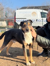 POCOK, Hund, Mischlingshund in Ungarn - Bild 9