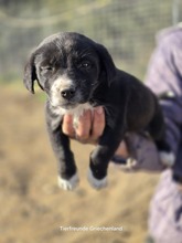 LOUKIA, Hund, Mischlingshund in Griechenland - Bild 2