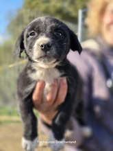 LOUKIA, Hund, Mischlingshund in Griechenland - Bild 3