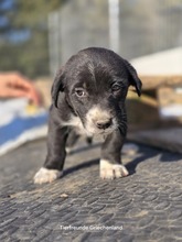 LOUKIA, Hund, Mischlingshund in Griechenland - Bild 5