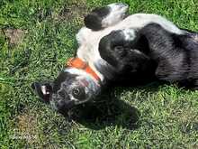 LOUKIA, Hund, Mischlingshund in Gelsenkirchen - Bild 10