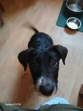 LOUKIA, Hund, Mischlingshund in Gelsenkirchen - Bild 11