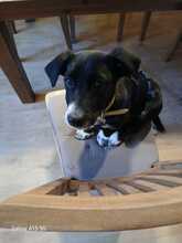 LOUKIA, Hund, Mischlingshund in Gelsenkirchen - Bild 12