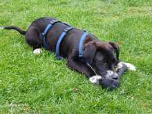 LOUKIA, Hund, Mischlingshund in Gelsenkirchen - Bild 14