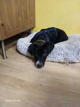 LOUKIA, Hund, Mischlingshund in Gelsenkirchen - Bild 7
