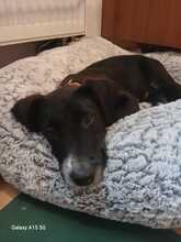 LOUKIA, Hund, Mischlingshund in Gelsenkirchen - Bild 8