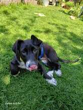 LOUKIA, Hund, Mischlingshund in Gelsenkirchen - Bild 9