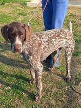 VICTOR, Hund, Deutsch Kurzhaar-Mix in Griechenland - Bild 2