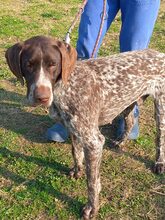 VICTOR, Hund, Deutsch Kurzhaar-Mix in Griechenland - Bild 3