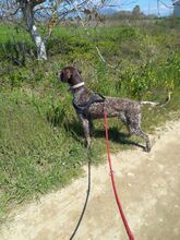 VICTOR, Hund, Deutsch Kurzhaar in Griechenland - Bild 4