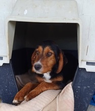 SARANTIS, Hund, Mischlingshund in Griechenland - Bild 10