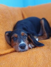 SARANTIS, Hund, Mischlingshund in Griechenland - Bild 11