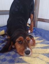 SARANTIS, Hund, Mischlingshund in Griechenland - Bild 12