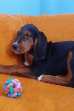 SARANTIS, Hund, Mischlingshund in Griechenland - Bild 13