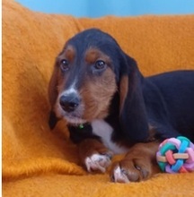 SARANTIS, Hund, Mischlingshund in Griechenland - Bild 14