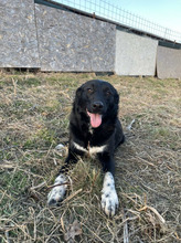 MUSETEL, Hund, Mischlingshund in Rumänien - Bild 6