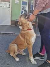 SAMSON, Hund, Zentralasiatischer Owtcharka-Mix in Kroatien - Bild 3