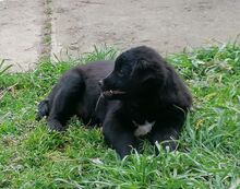 EMIL, Hund, Kroatischer Schäferhund-Mix in Kroatien - Bild 8