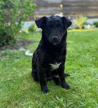 EMIL, Hund, Mischlingshund in Erkelenz
