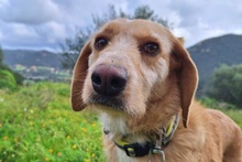 KLEA, Hund, Segugio Italiano-Mix in Italien - Bild 1