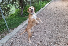 KLEA, Hund, Segugio Italiano-Mix in Italien - Bild 2