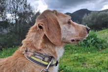 KLEA, Hund, Segugio Italiano-Mix in Italien - Bild 5