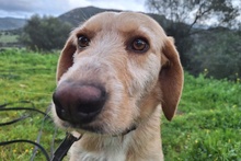 KLEA, Hund, Segugio Italiano-Mix in Italien - Bild 6