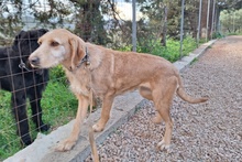 KLEA, Hund, Segugio Italiano-Mix in Italien - Bild 7