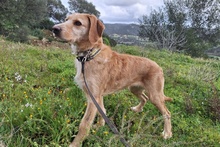 KLEA, Hund, Segugio Italiano-Mix in Italien - Bild 9