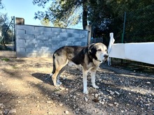 HOCICO, Hund, Mastino Napoletano-Mix in Spanien - Bild 10