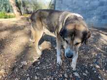 HOCICO, Hund, Mastino Napoletano-Mix in Spanien - Bild 3