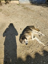 HOCICO, Hund, Mastino Napoletano-Mix in Spanien - Bild 4