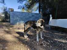 HOCICO, Hund, Mastino Napoletano-Mix in Spanien - Bild 9