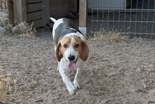 PEGGYMONELLA, Hund, Beagle-Bracke-Mix in Italien - Bild 1