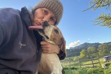 PEGGYMONELLA, Hund, Beagle-Bracke-Mix in Italien - Bild 10