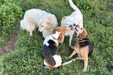 PEGGYMONELLA, Hund, Beagle-Bracke-Mix in Italien - Bild 11
