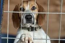 PEGGYMONELLA, Hund, Beagle-Bracke-Mix in Italien - Bild 12