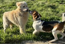 PEGGYMONELLA, Hund, Beagle-Bracke-Mix in Italien - Bild 13