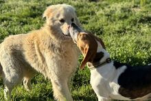 PEGGYMONELLA, Hund, Beagle-Bracke-Mix in Italien - Bild 14
