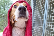 PEGGYMONELLA, Hund, Beagle-Bracke-Mix in Italien - Bild 19