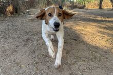 PEGGYMONELLA, Hund, Beagle-Bracke-Mix in Italien - Bild 2