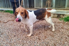 PEGGYMONELLA, Hund, Beagle-Bracke-Mix in Italien - Bild 20